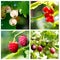 Summer berries collage