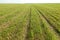 Summer. Beveled yellow wheat field. The beveled rye field. Field after harvest