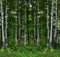 Summer birch forest landscape