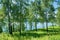 Summer birch forrest near lake