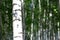 Summer birch grove