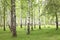 Summer birch trees in forest, beautiful birch grove, birch-wood