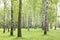 Summer birch trees in forest, beautiful birch grove, birch-wood