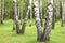 Summer birch trees in forest, beautiful birch grove, birch-wood