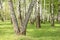 Summer birch trees in forest, beautiful birch grove, birch-wood