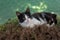 summer black and white cat on pharmacy chamomile