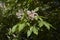 Summer blooming of Aesculus indica