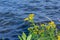 Summer blooming goldenrod wildflowers seaside landscape