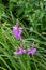 Summer blooming purple Obedient Plant wildflowers