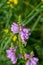 Summer blooming purple Obedient Plant wildflowers