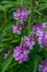 Summer blooming purple Obedient Plant wildflowers