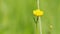 Summer blooming yellow buttercaup. Flower natural background. Ranunculus repens l. Close up.