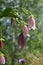 Summer blossom. Beautiful pink flowers of spotted bellflower Campanula punctata