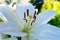 Summer blossom of white lily flowers, symbol of purity for Roman Catholics