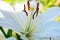 Summer blossom of white lily flowers, symbol of purity for Roman Catholics