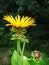 Summer blossom. Yellow inula flower. Forest.