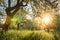 Summer blossoming apple orchard at sunrise. Bright warm sunlight in green garden in early morning. Trees in green garden