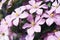 Summer blossoming delicate clematis flowers, garden blooming festive background