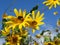 Summer blue sky yellow flowers with a bumblebee