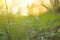 Summer blue wildflowers and green plants on meadow close up in sunlight. Abstract nature blurred background