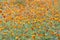 Summer blurred background with growing flowers calendula, marigold