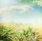 Summer blurred nature background with grass and sky
