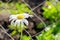 Summer bright landscape with beautiful wild flowers camomiles