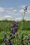 Summer bright landscape.  Wildflowers of fireweed or Ivan tea with medicinal properties.  Background bright blue sky