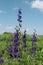 Summer bright landscape.  Wildflowers of fireweed or Ivan tea with medicinal properties.  Background bright blue sky