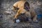 In summer, a brown French bulldog lies in the park and nibbles a stick