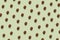 Summer brown kiwi pattern on the green pastel background