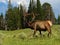 Summer Bull Elk