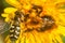summer Bumblebee flower insect macro