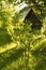 Summer bush of black currant in the evening light