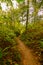 Summer bushes and trees line small footpath in forest