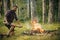 Summer campfire. Man hiker make fire in forest