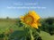 Summer card with spiritual inspiraitonal quote - Hello Summer. God has something better for you. With sunflower plant growth.