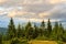 Summer Carpathian mountains landscape. pine forest, Ukraine, Europe.