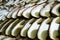 Summer cep mushroom Boletus reticulatus hat sliced in detail