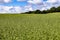 Summer cereal crop on farmland in Combe Valley, East Sussex, England