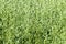 Summer cereal crop on farmland in Combe Valley, East Sussex, England