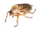 Summer chafer (amphimallon solstitiale)