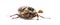 Summer chafer or European june beetle