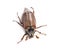 Summer chafer or European june beetle