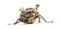 Summer chafer or European june beetle
