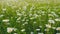 Summer chamomile field. Daisy flower on a sunny summer day. White daisies in a green field. Close up.