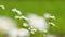 Summer chamomile field. Daisy flower on a sunny summer day. White daisies in a green field. Close up.