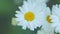 Summer chamomile field. Daisy flower on a sunny summer day. White daisies in a green field. Close up.