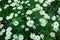 Summer chamomiles field of camomile flower