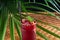 Summer chilled drinks with fresh raspberry juice and hibiscus